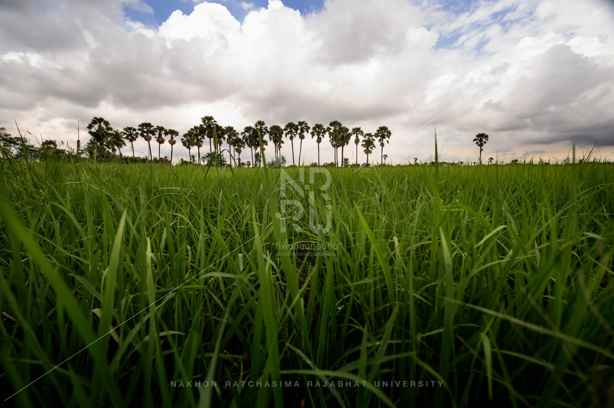 Rice Field in Talat Sub-District (13)